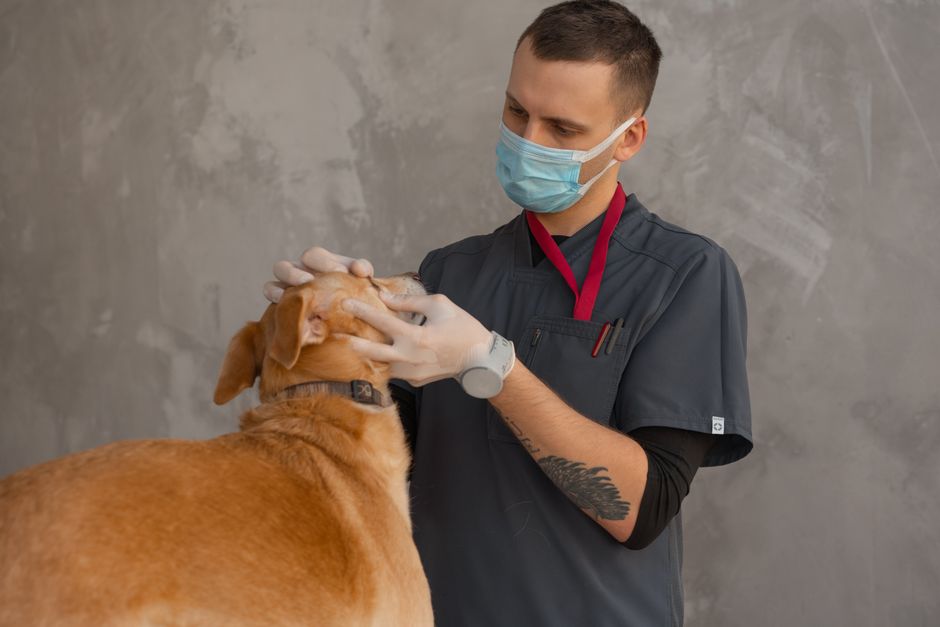 Veterinar pregleduje psa v ordinaciji