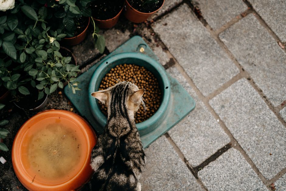Suha hrana za mačke Piščanec 10 kg