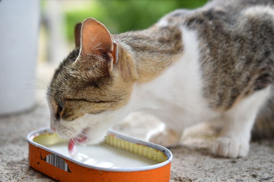 Mokra hrana za mačke Tuna 85 g